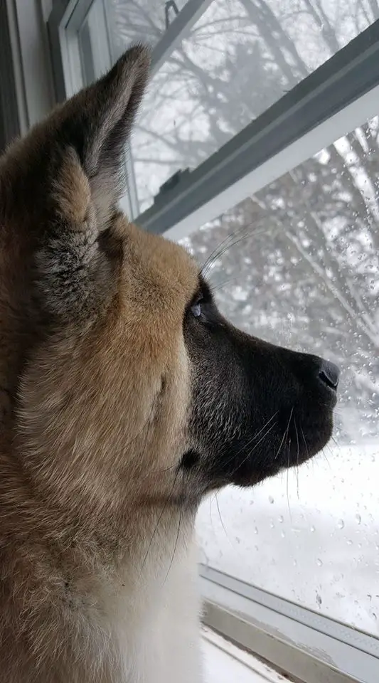 An Akita Inu staring outside the window
