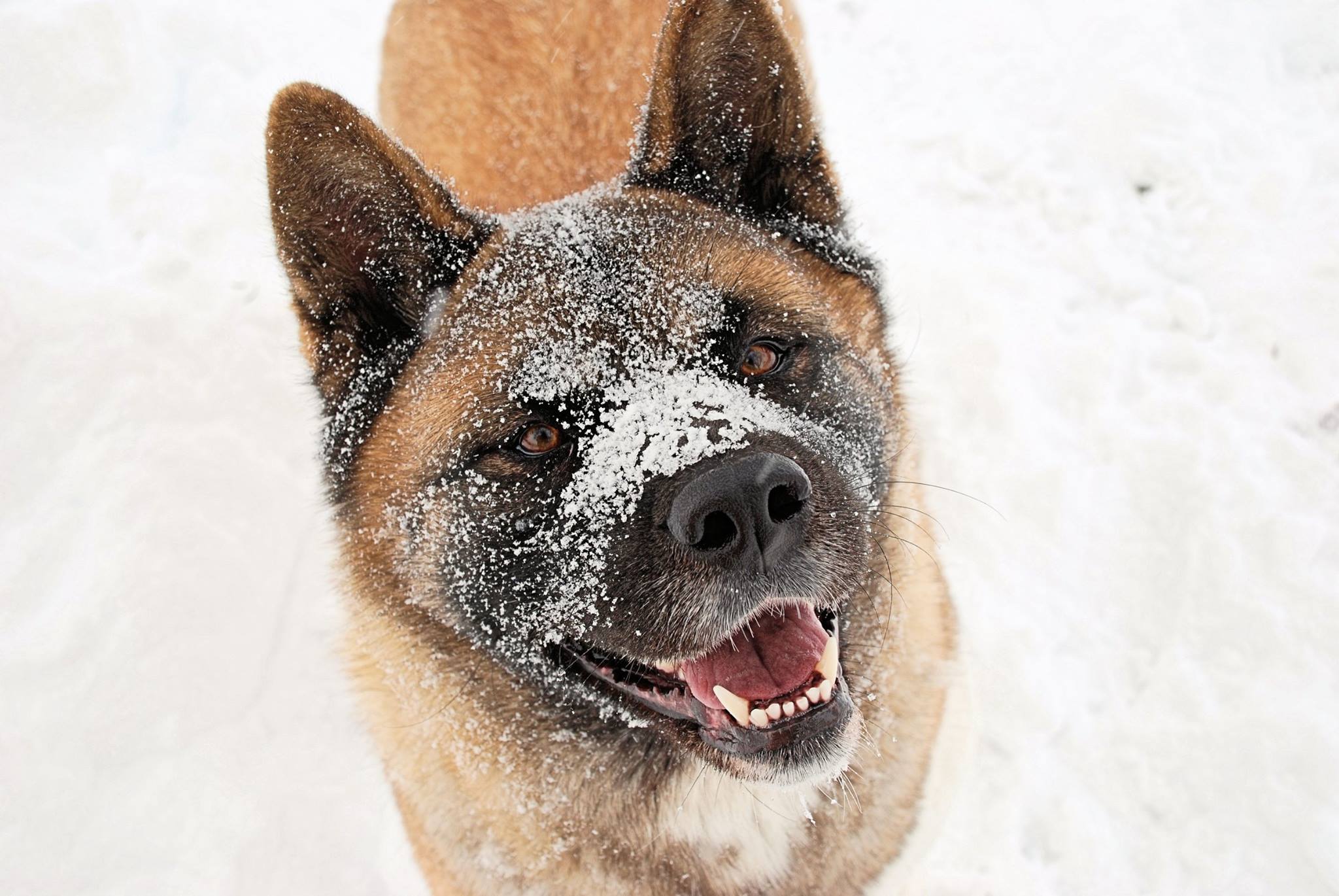An Akita Inu with snow on its face looking up smiling