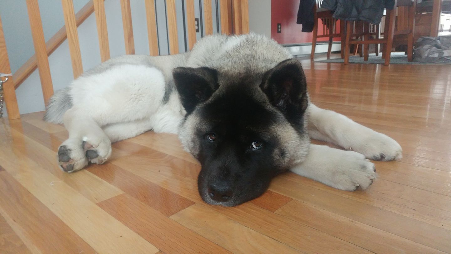 An Akita Inu lying on the floor with its sad face