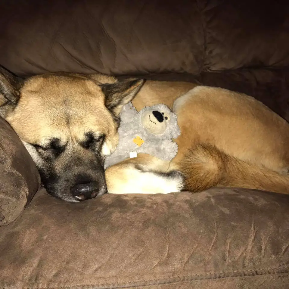 An Akita Inu lying on the couch with its teddy bear stuffed toy
