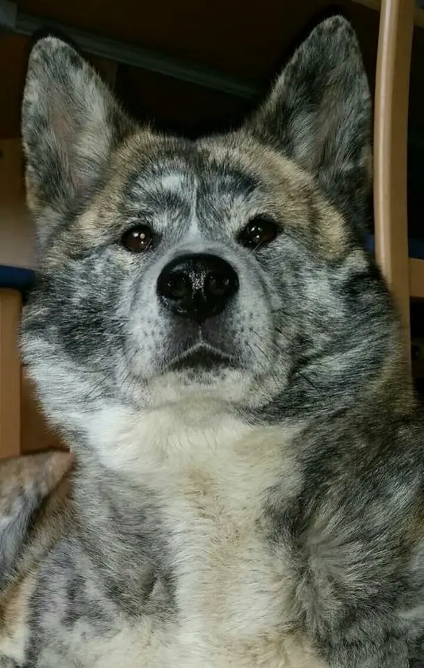 An Akita Inu with its begging face