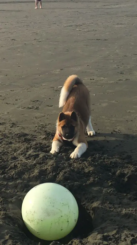 An Akita Inu bowplaying and staring at the large ball in the sand