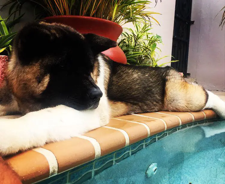 An Akita Inu lting by the pool while staring at the water