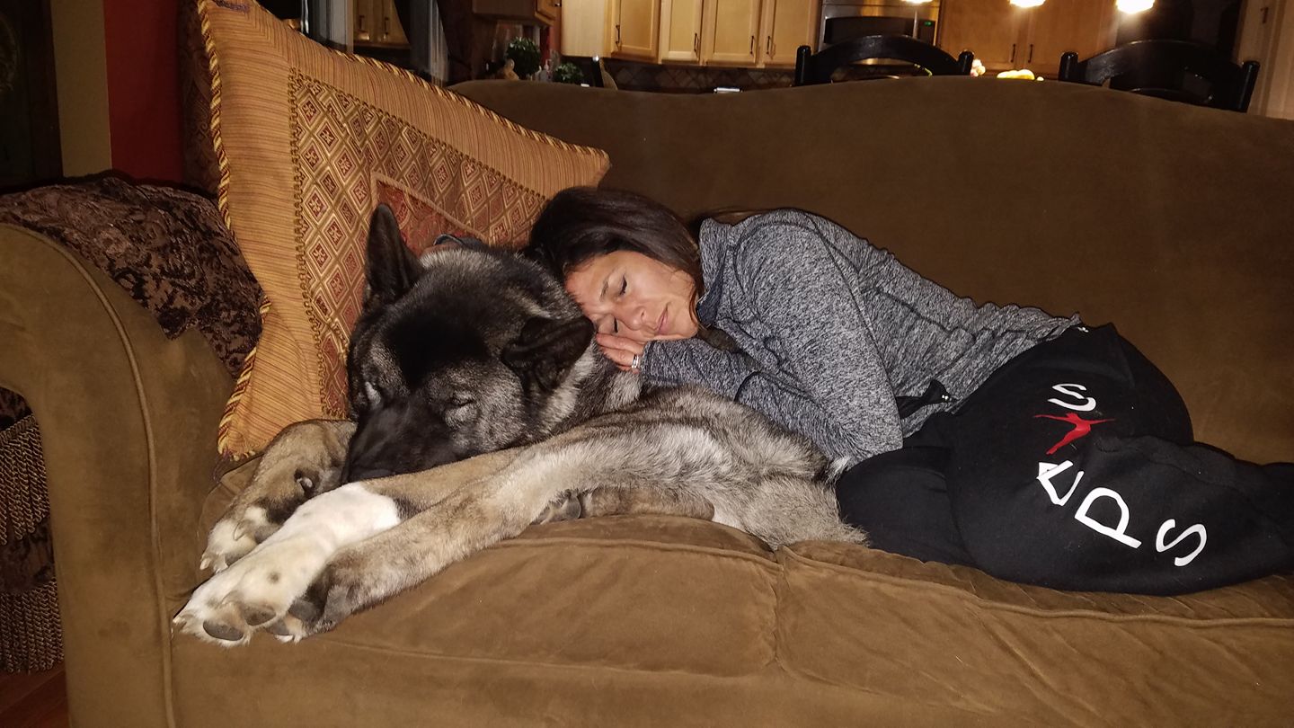 A woman sleeping on the back of an Akita Inu sleeping on the couch