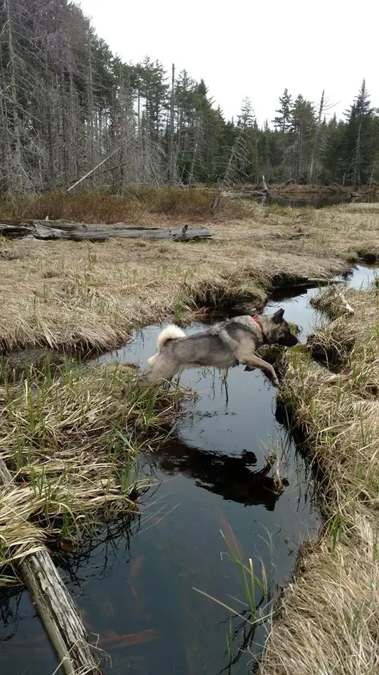 An Akita Inu jumping over the river in the forest