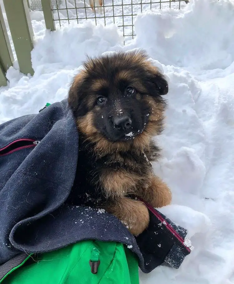 A German Shepherd puppy lying on the snow while covered with sweater