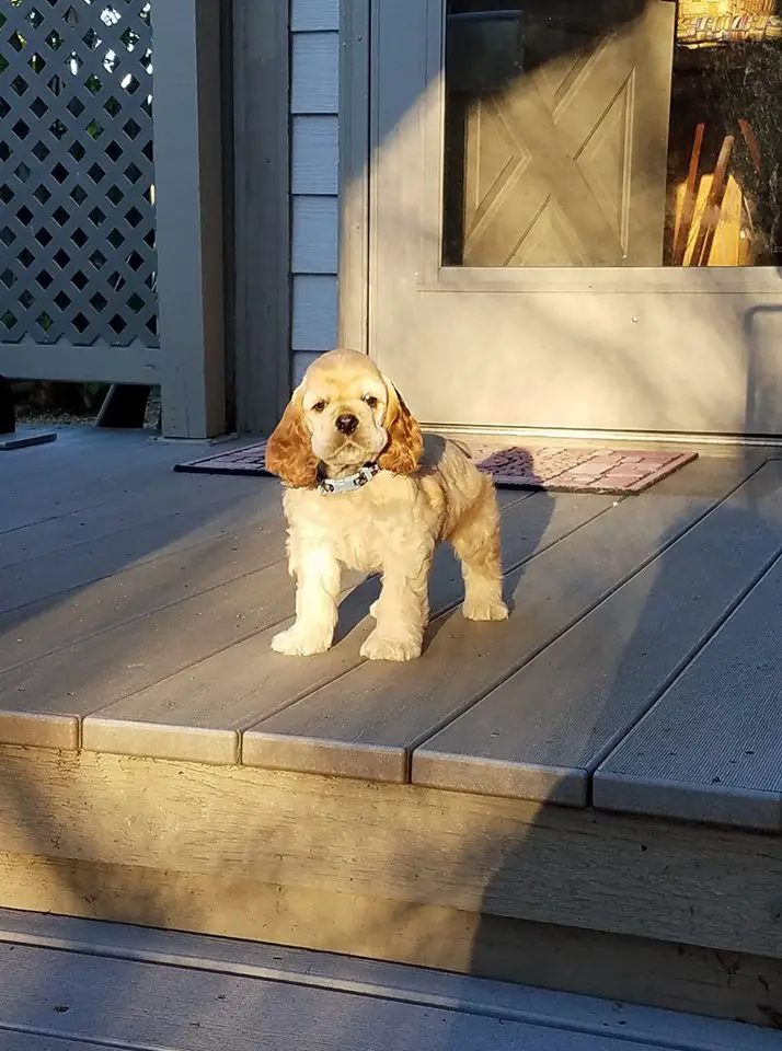 A Cocker Spaniel puppy standing in the front porch in front of the sunlight