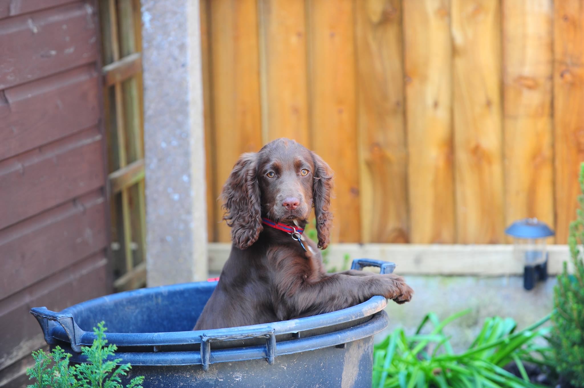 A Cocker Spaniel standing inside the large basin in the garden