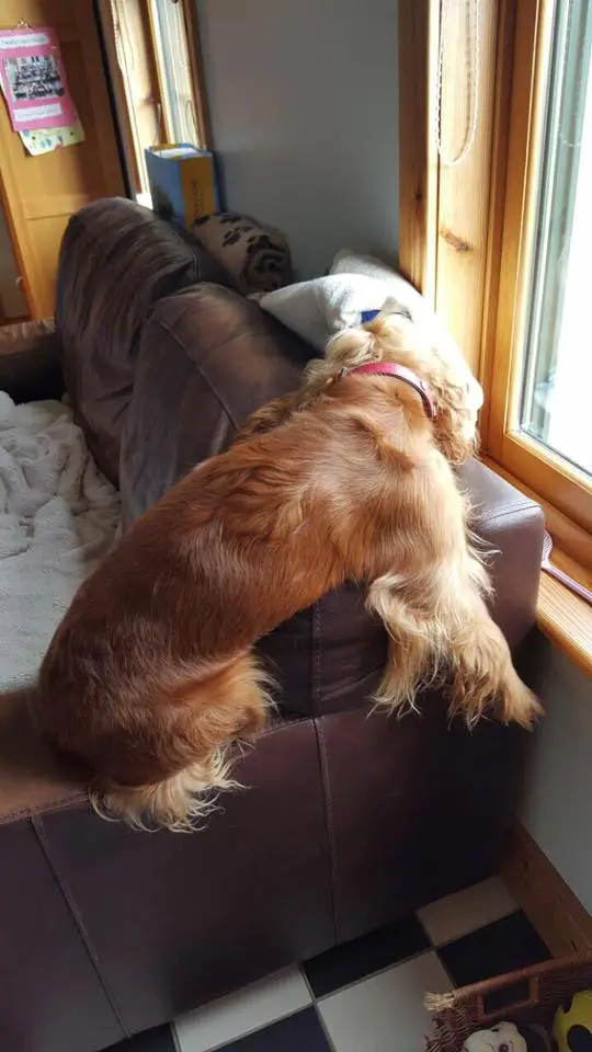 A Cocker Spaniel sitting on top of the arms of the couch while sleeping and facing the window