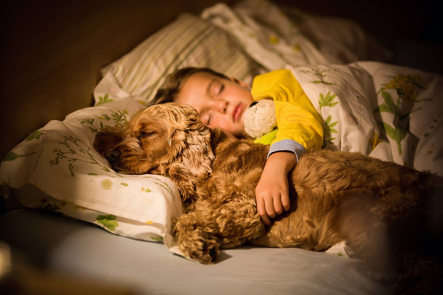 A Cocker Spaniel sleeping on the bed with a kid hugging him from behind
