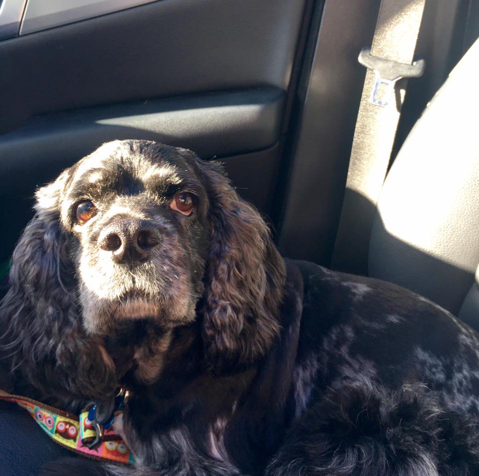 A lying in the passenger seat with sunlight on its face