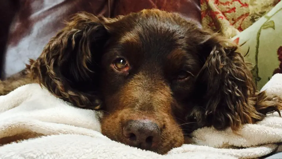 A Cocker Spaniel lying on the sofa with its sad face