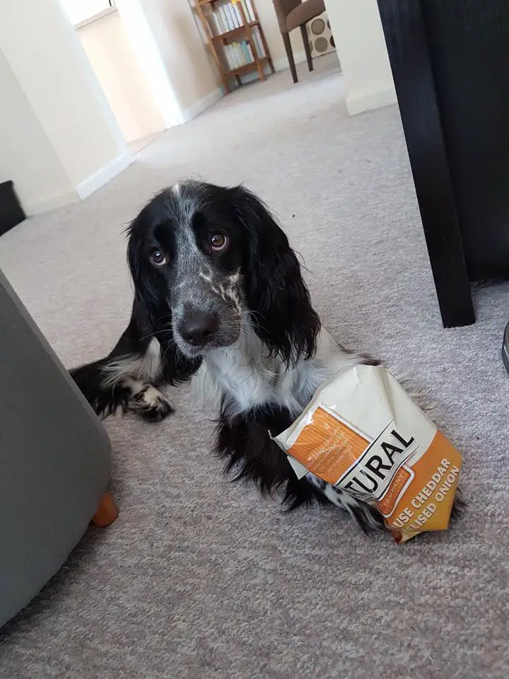 A Cocker Spaniel lying on the floor with a bag of chips and looking up with its begging eyes
