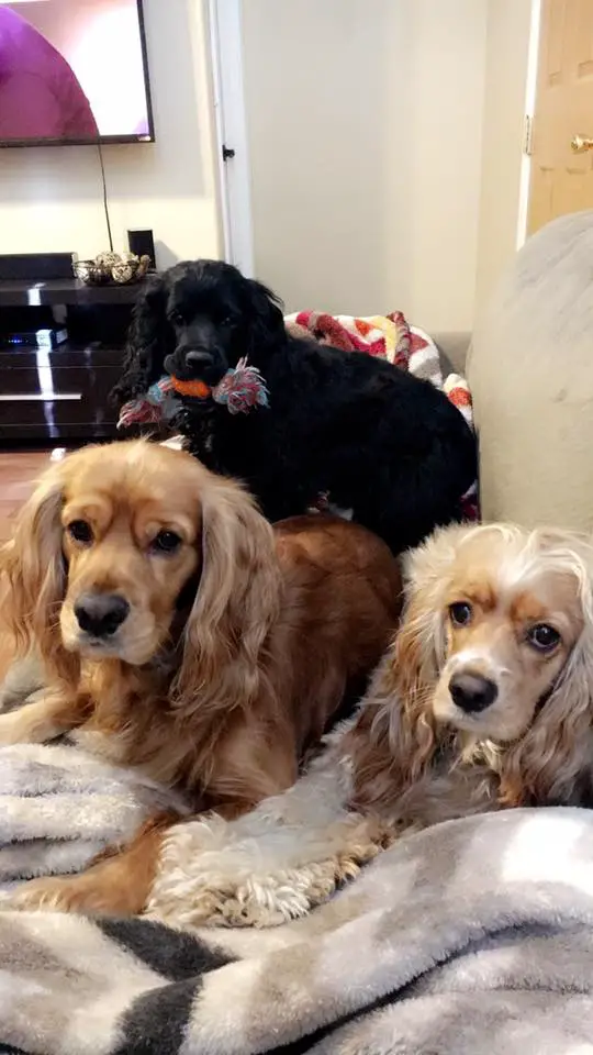 three Cocker Spaniel lying on the couch with their curious faces