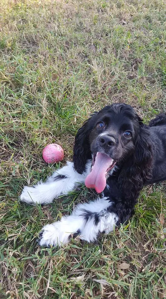 A Cocker Spaniel puppy lying on the grass with its ball and its tongue sticking out