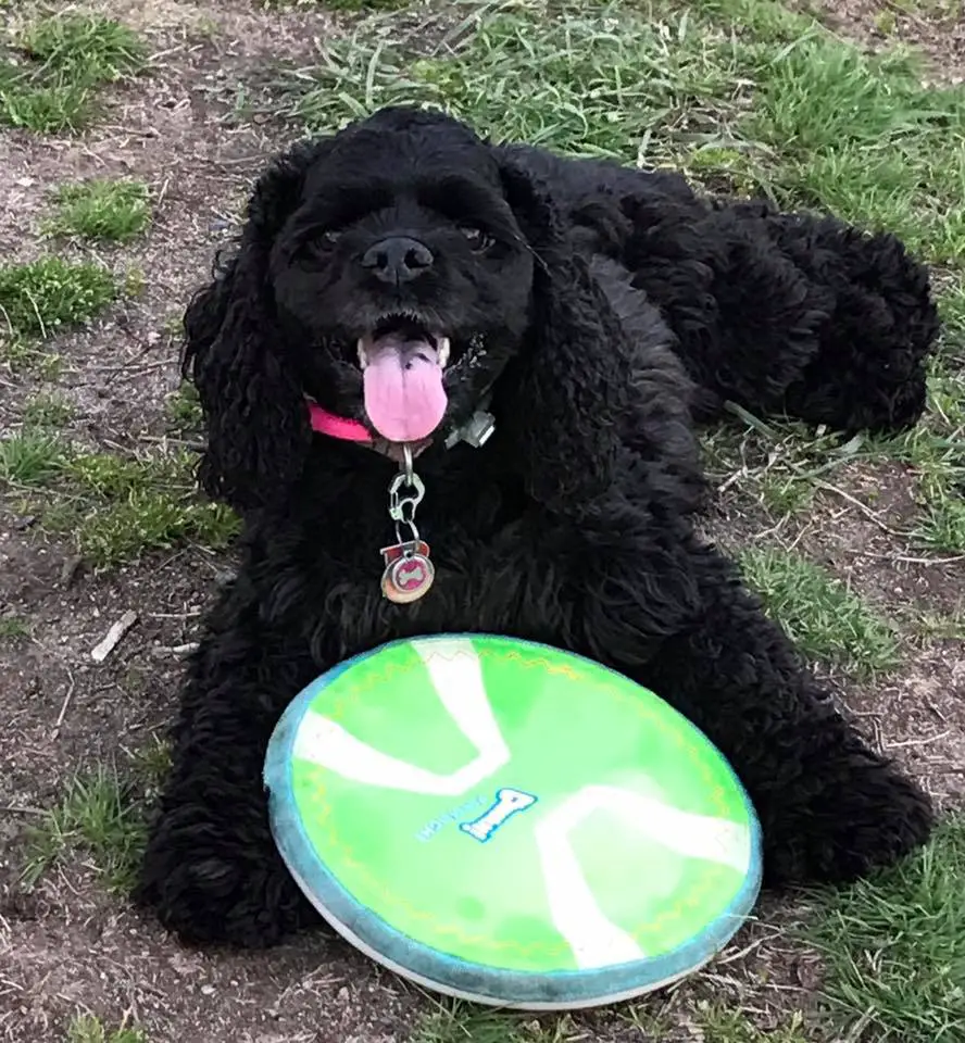 A black Cocker Spaniel lying on the grass with a frisbee in front of him and smiling