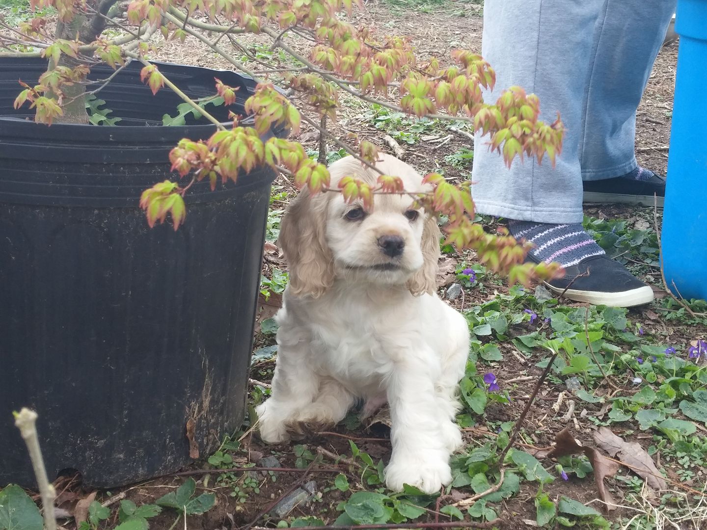 A Cocker Spaniel puppy sitting next to plant in a large pot