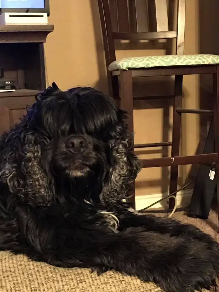 A black Cocker Spaniel lying on the floor with its bangs covering its eyes