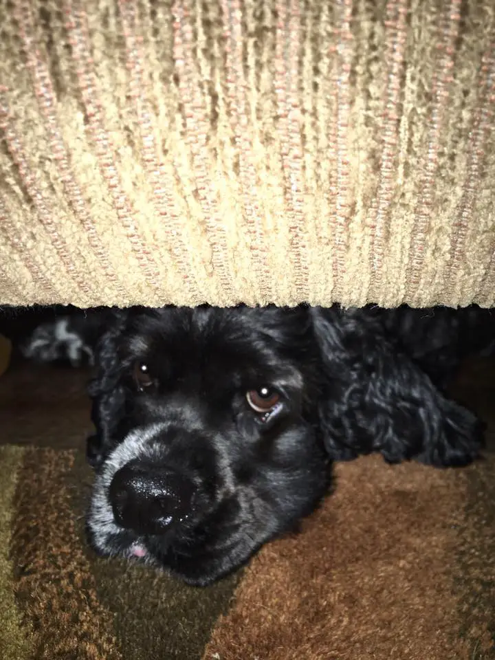 A Cocker Spaniel lying under the bed with its sad eyes