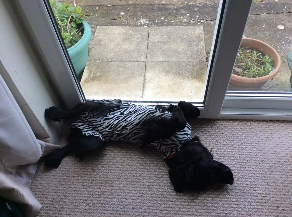 A black Cocker Spaniel lying in the front door
