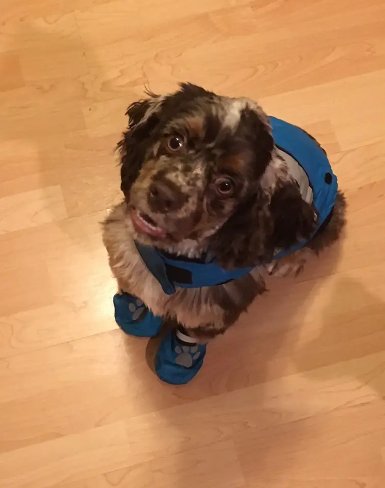 A Cocker Spaniel puppy sitting on the floor while wearing boots and jacket