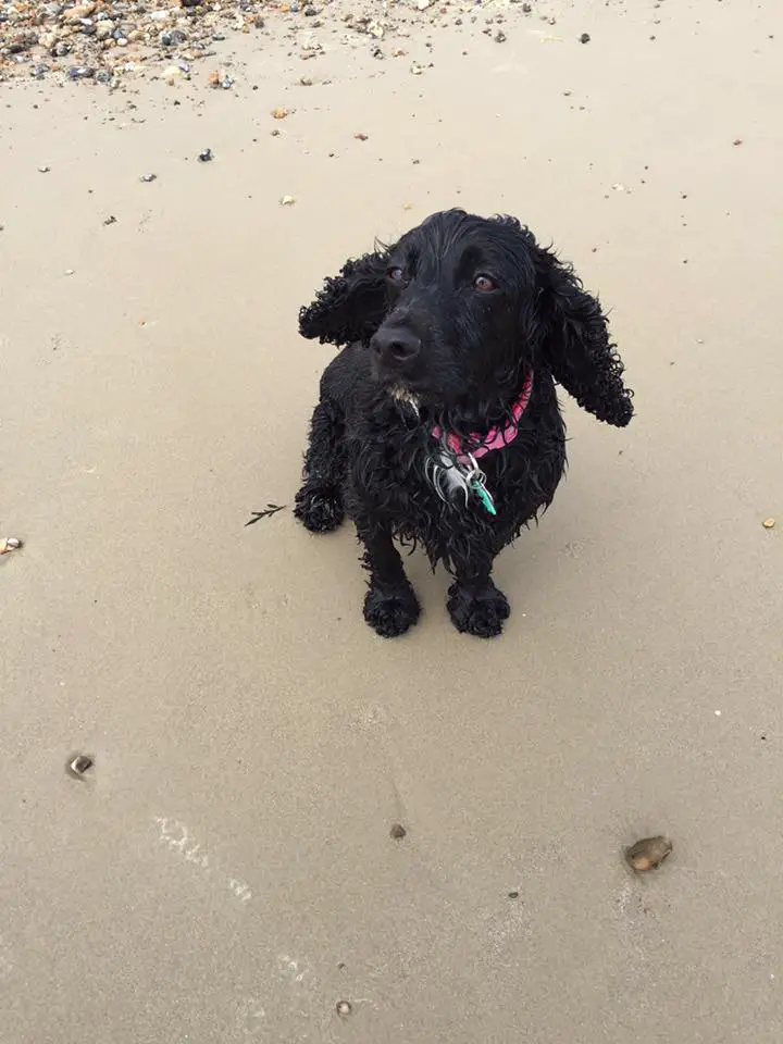 A wet black Cocker Spaniel sitting in the sand at the beach