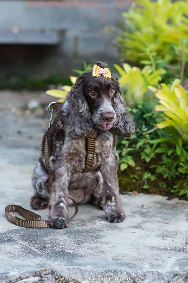 A gray Cocker Spaniel sitting on the pavement in the garden