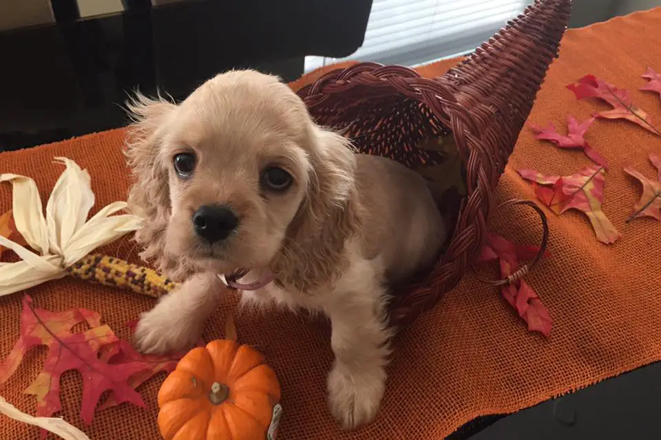 A Cocker Spaniel puppy sitting in a cornucopia basket on top of the table