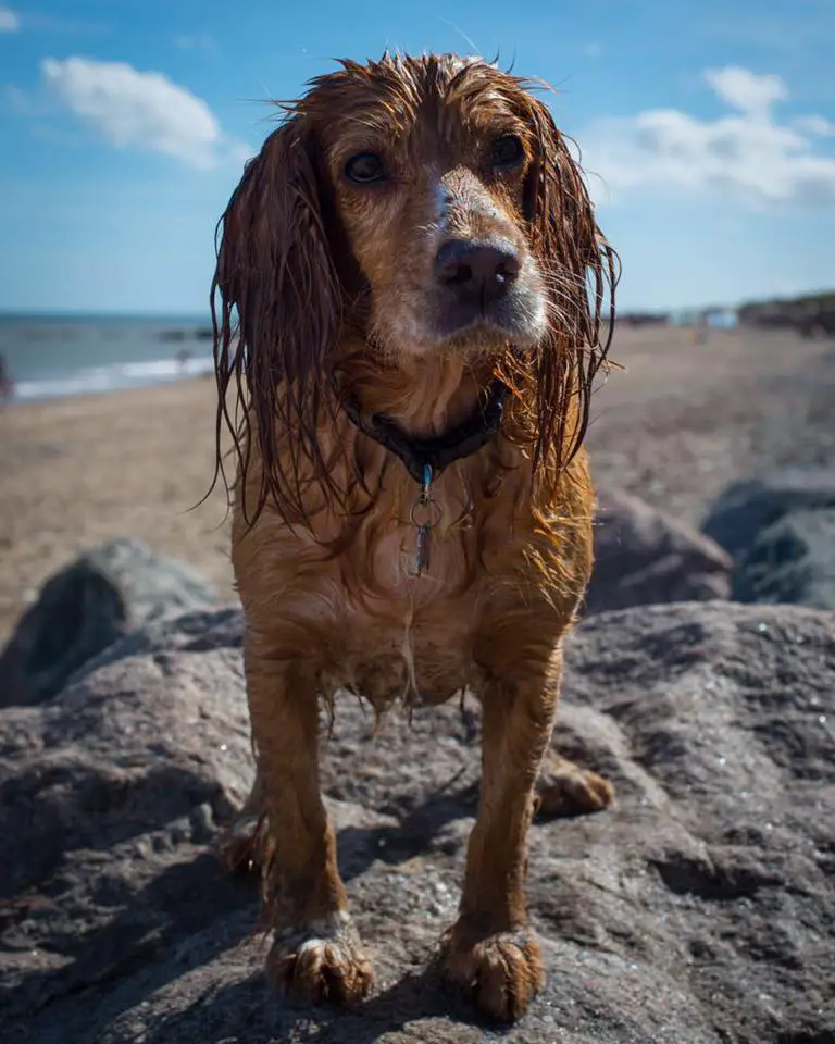 A Cocker Spaniel standing on top of the large rock at the beach