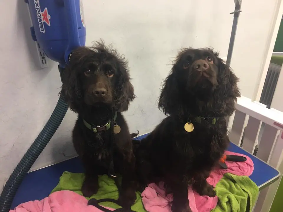 two Cocker Spaniel standing on top of the grooming table while looking up with their sad faces