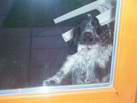 A Cocker Spaniel puppy standing up behind the glass door with its begging face