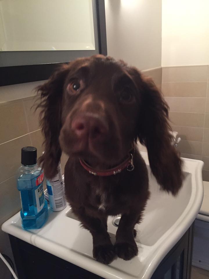 A brown Cocker Spaniel standing in the sink with its scared face
