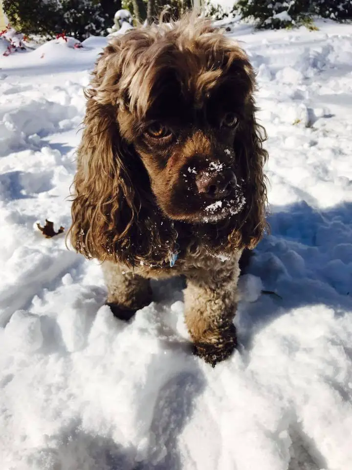 A brown Cocker Spaniel standing in snow
