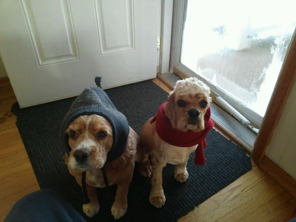 two Cocker Spaniel sitting on the carpet while wearing a beanie and a scarf around the neck