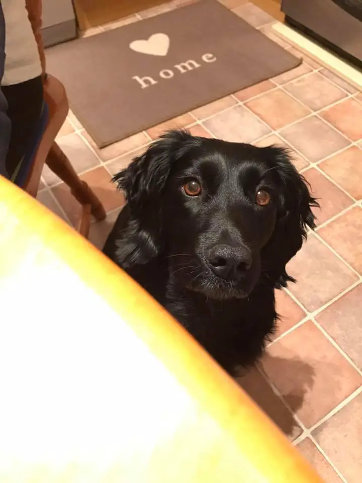 A black Cocker Spaniel sitting on the floor behind the table while looking up with its begging face