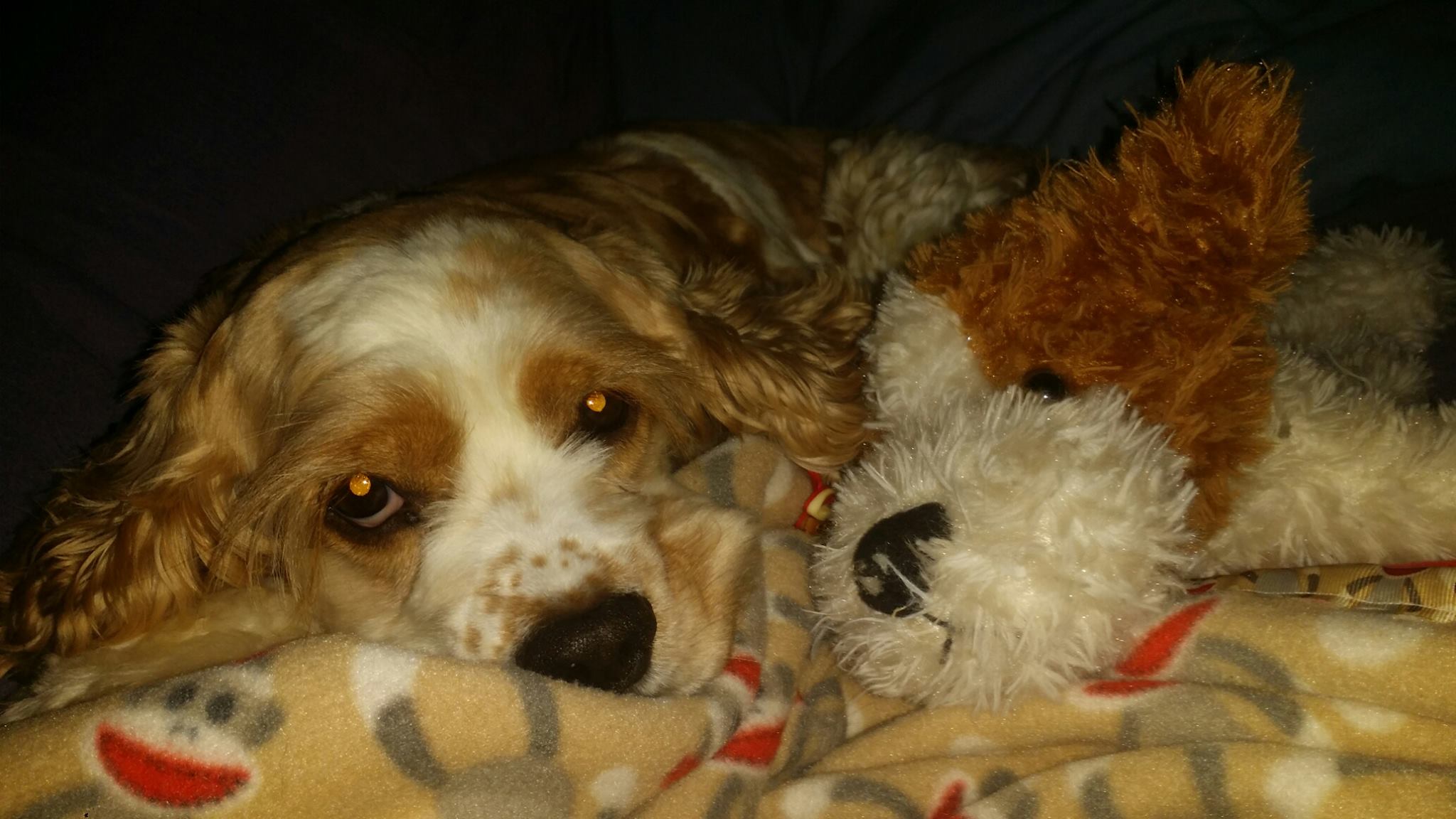 A Cocker Spaniel puppy lying on the bed with its stuffed toy