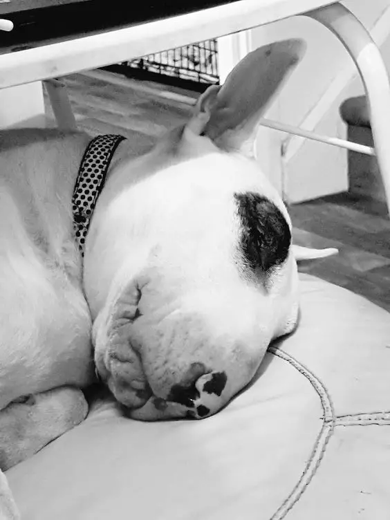 black and white photo of sleeping English Bull Terrier