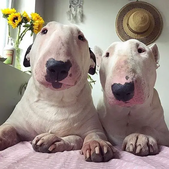 two Bull Terriers lying on the bed