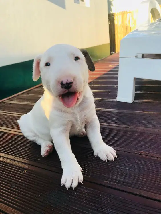 white English Bull Terrier puppy sitting on the wooden floor