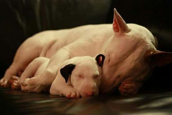 adult and puppy English Bull Terrier sleeping on the couch while snuggled up with each other