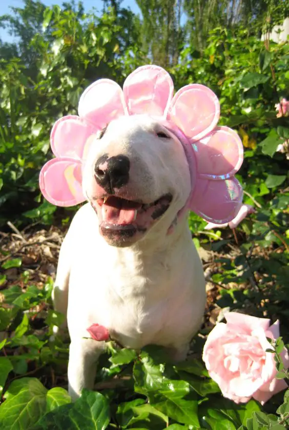 English Bull Terrier wearing a glossy flower on its head