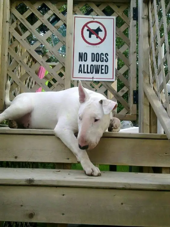 English Bull Terrier lying on the wooden stairs