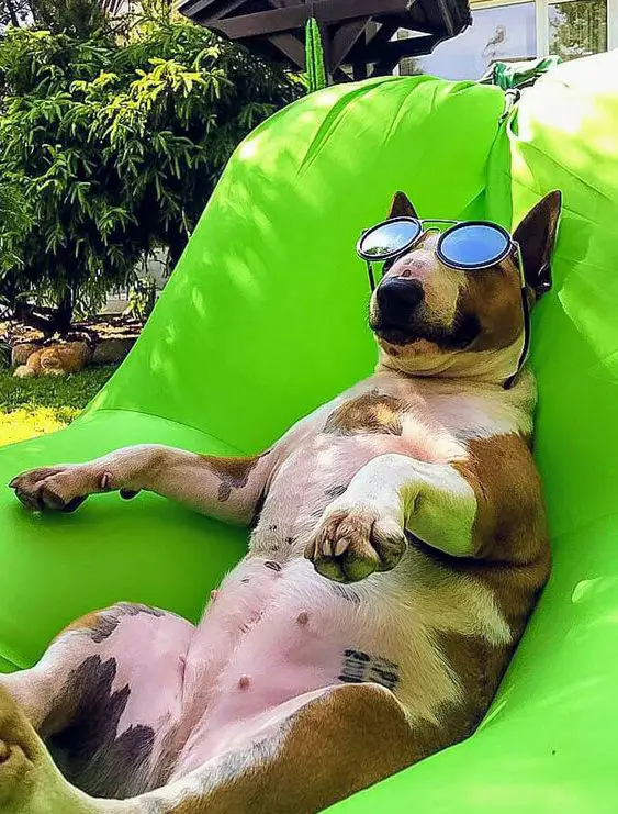 English Bull Terrier lying on a balloon bed while wearing its sunglasses