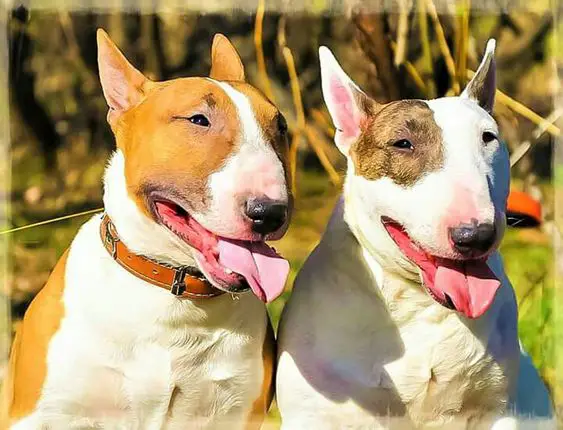 two English Bull Terriers with its tongue sticking out
