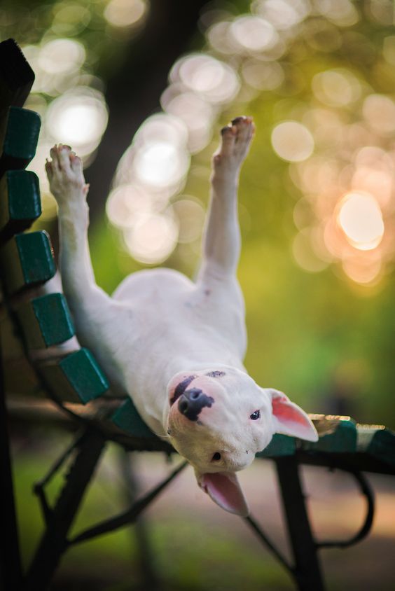 English Bull Terrier lying on its back in a bench at the park