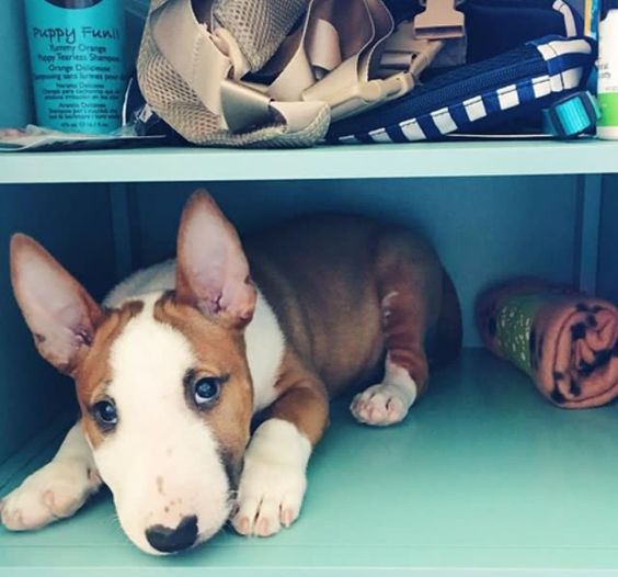 English Bull Terrier puppy lying inside the cabinet