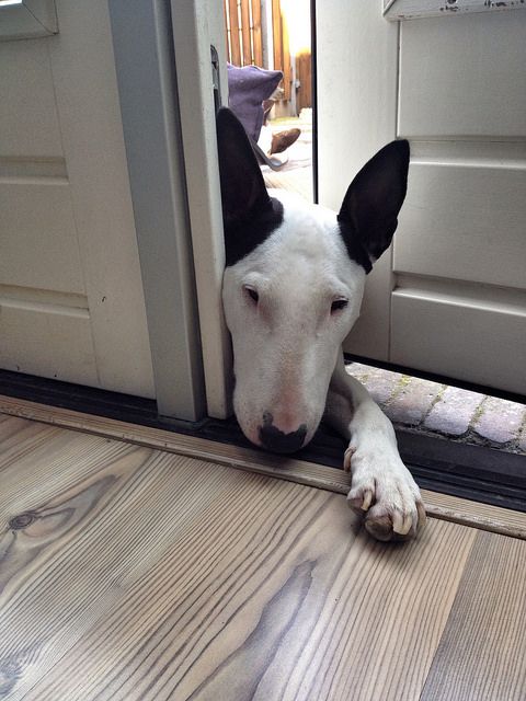 English Bull Terrier behind the door