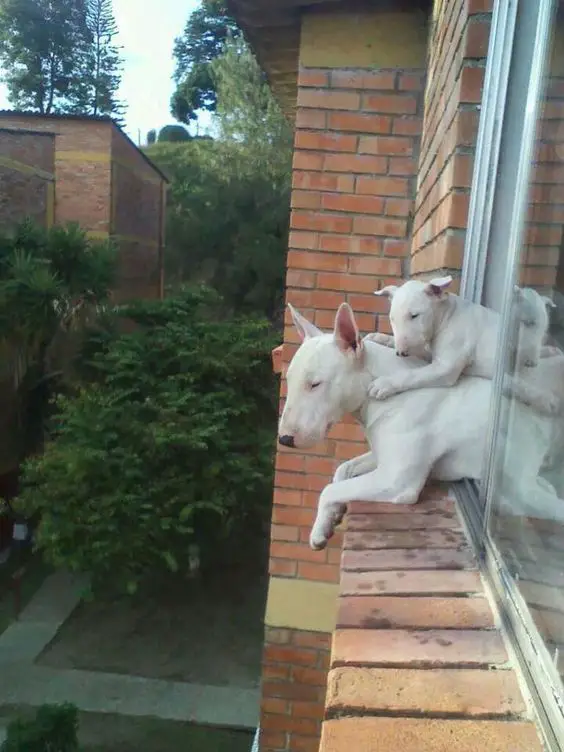 English Bull Terrier adult and puppy out by the window