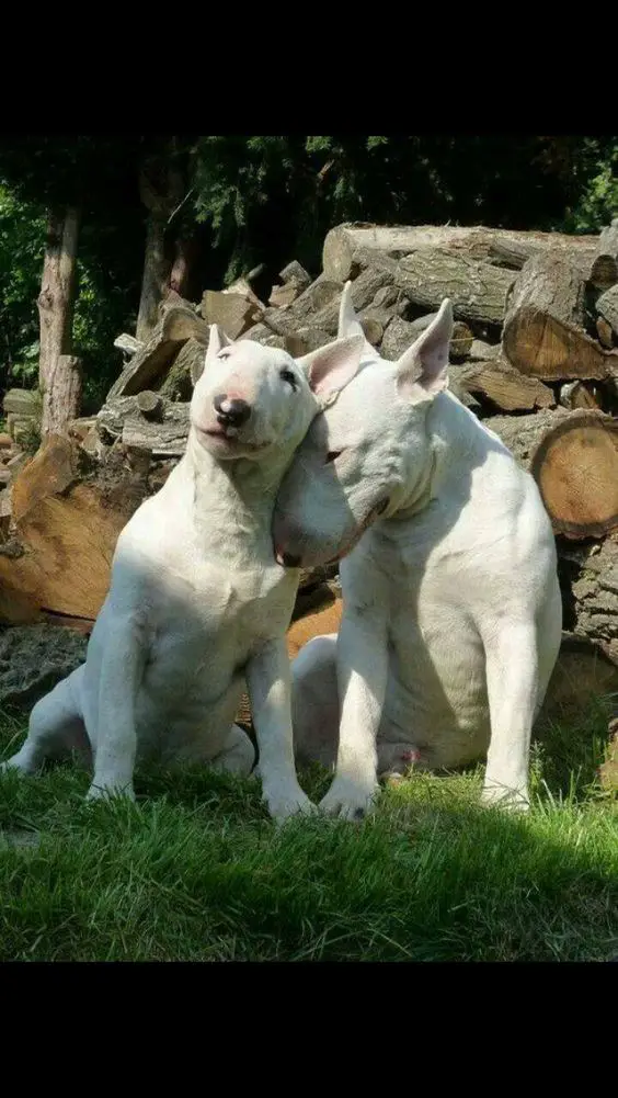 two white English Bull Terrier sitting on the green grass while leaning on each other