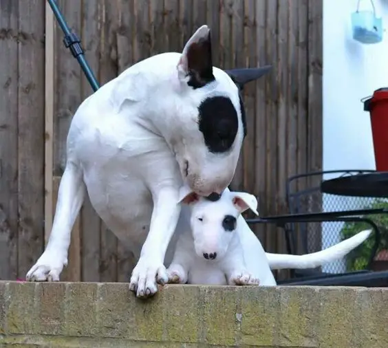 adult Bull Terrier and puppy sitting on the cement floor